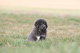 DOGUE DU TIBET 731